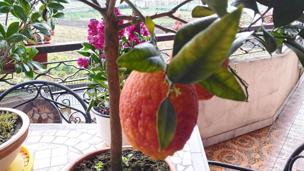 B&B Le Cycas Castellammare di Stabia Exteriör bild